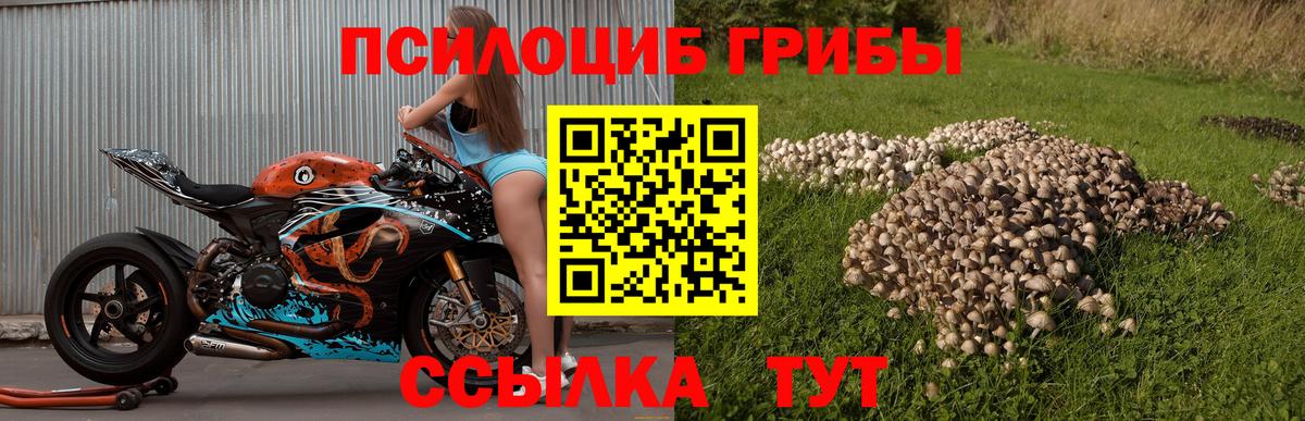 Галлюциногенные грибы Psilocybe  Вход с VPN  Апатиты 